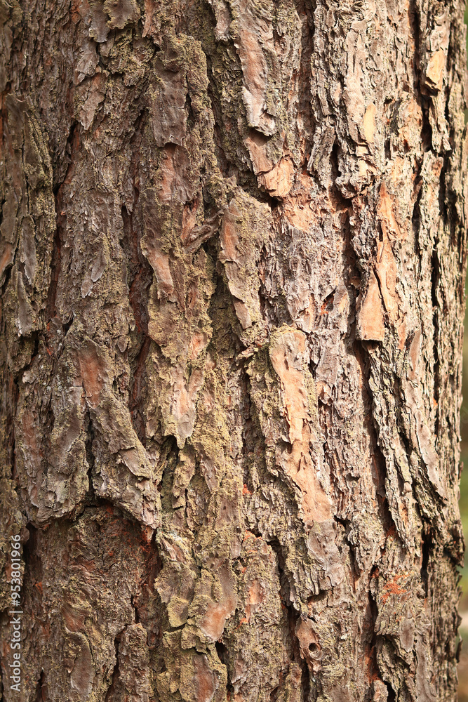Pine bark close-up. Natural texture. Tree trunk in the forest. Natural background. Pine bark texture Pine bark close-up. Natural texture. Tree trunk in the forest. Natural background. Pine bark texture