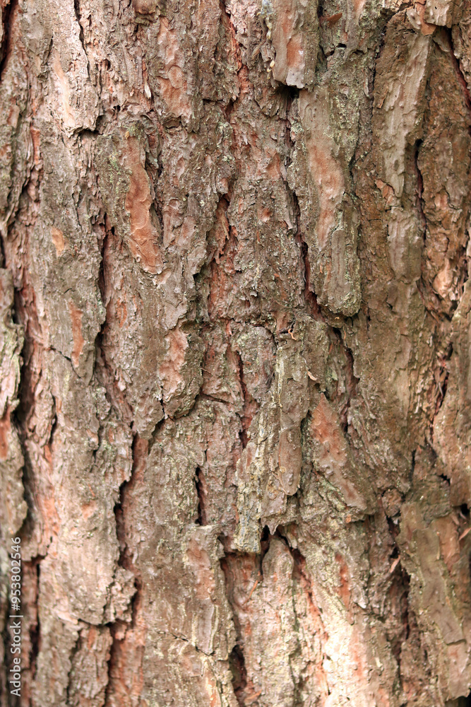 Pine bark texture, close-up. Natural wooden background. Tree trunk in the forest. Natural texture. Tree in the forest Pine bark texture, close-up. Natural wooden background. Tree trunk in the forest. Natural texture. Tree in the forest
