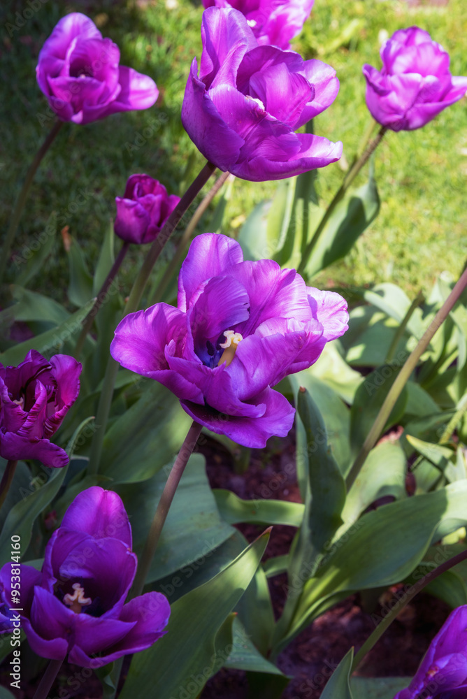 Tulip Blue Almable. The color of the bud is delicate, glaucous-blue Tulip Blue Almable. The color of the bud is delicate, glaucous-blue