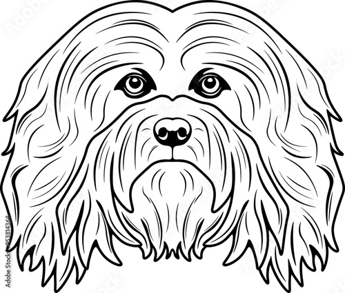 Havanese