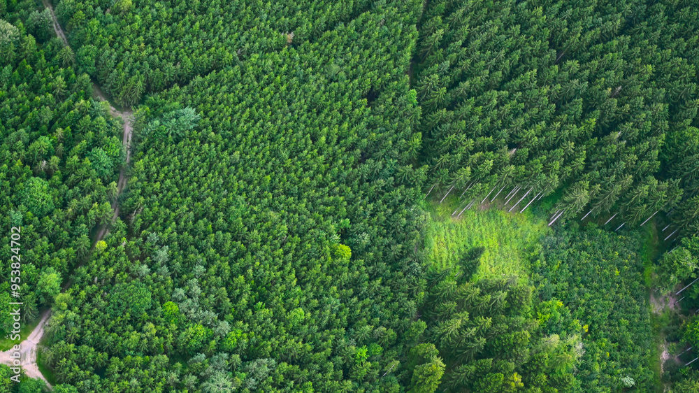 Reforestation frome above - Afforestation aerial view of healthy natural forests in nature Landscape - Sustainable environment forest forestry industry. Reforestation frome above - Afforestation aerial view of healthy natural forests in nature Landscape - Sustainable environment forest forestry industry.