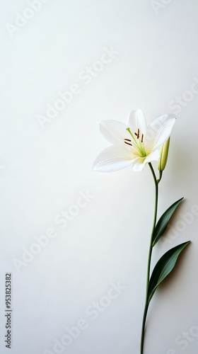 An elegant flower with a blank background