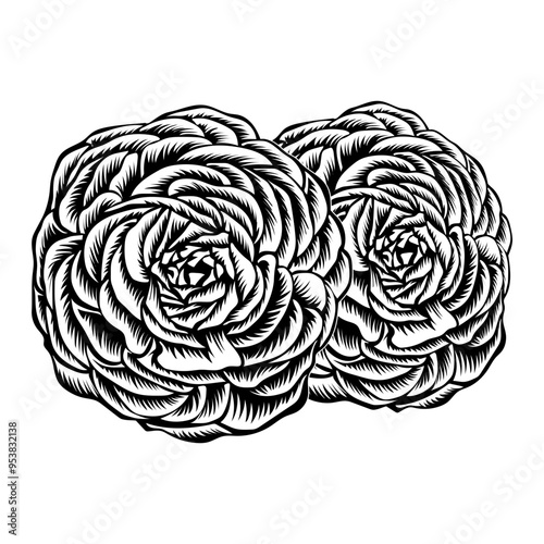 Persian Buttercup Flower