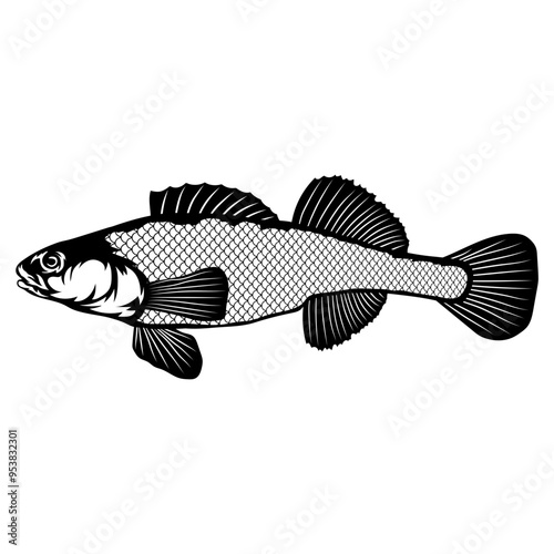 Orangethroat Darter  Fish