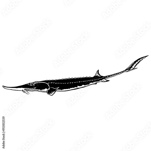 Pallid Sturgeon  Fish