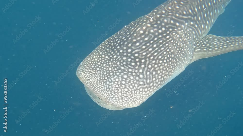 requin baleine