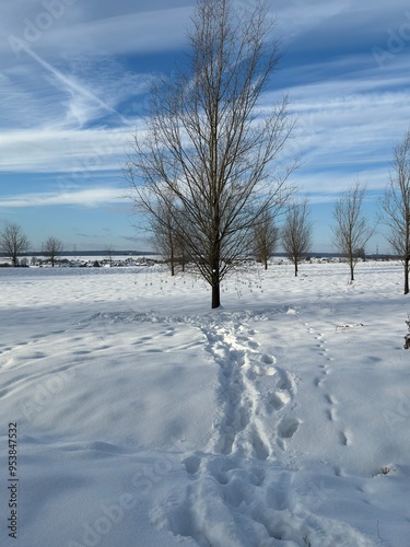 snow covered trees