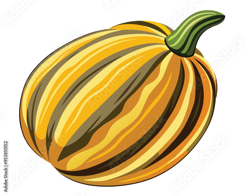 Delicata squash vector illustration on white background