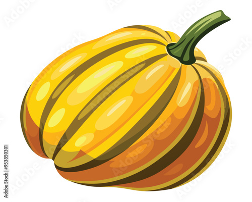 Delicata squash vector illustration on white background