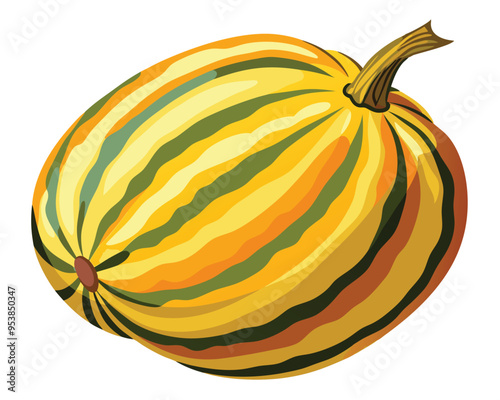 Delicata squash vector illustration on white background