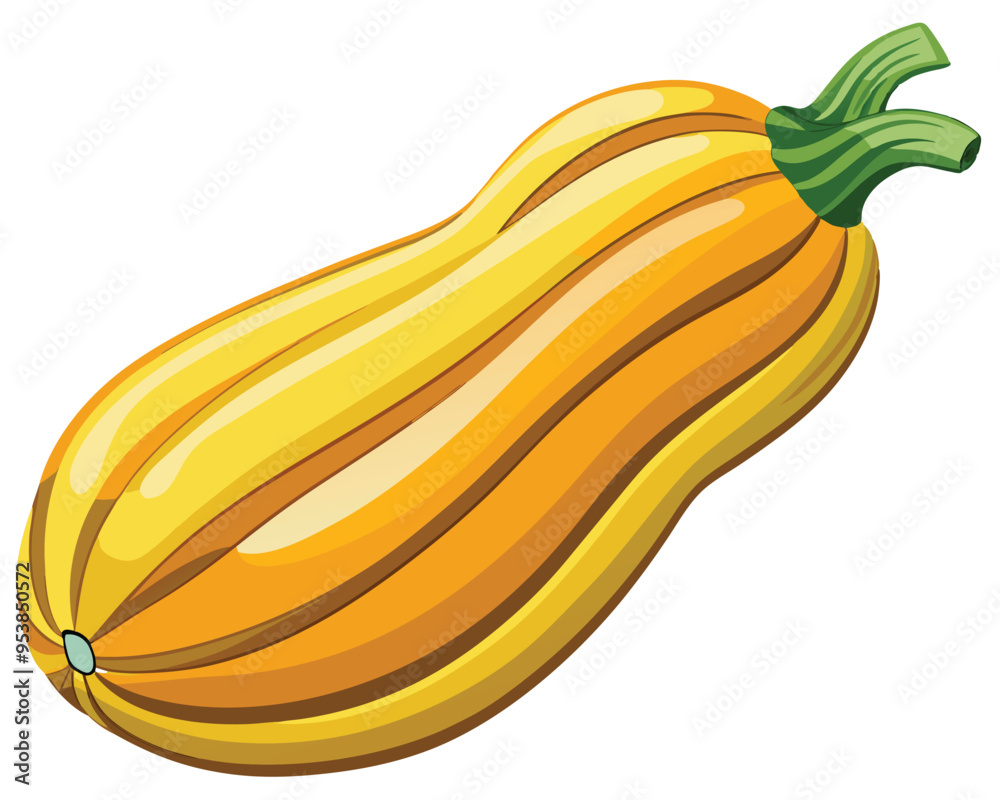 Delicata squash vector illustration on white background Delicata squash vector illustration on white background