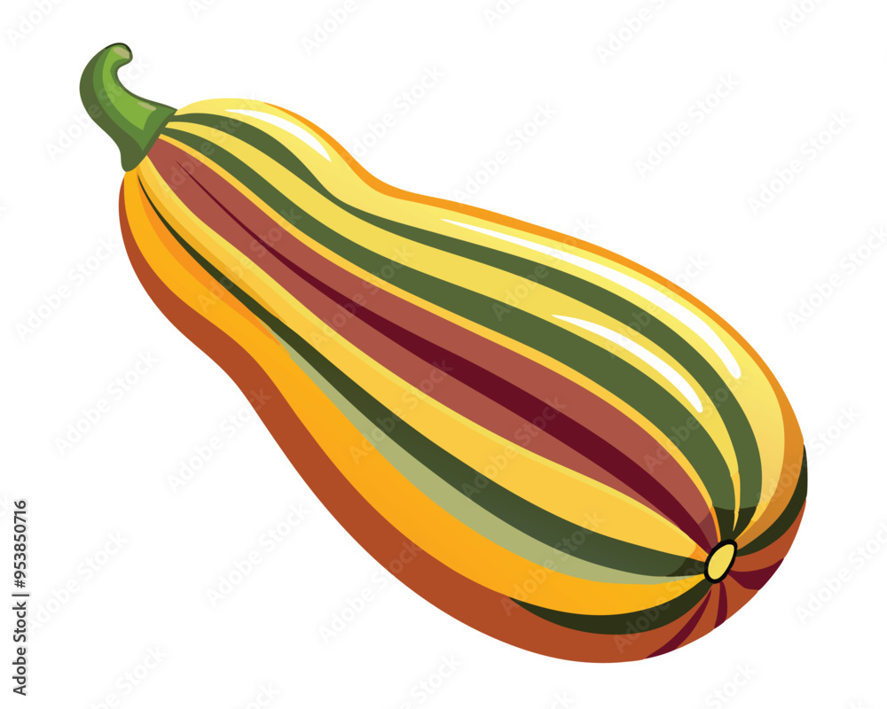 Delicata squash vector illustration on white background Delicata squash vector illustration on white background