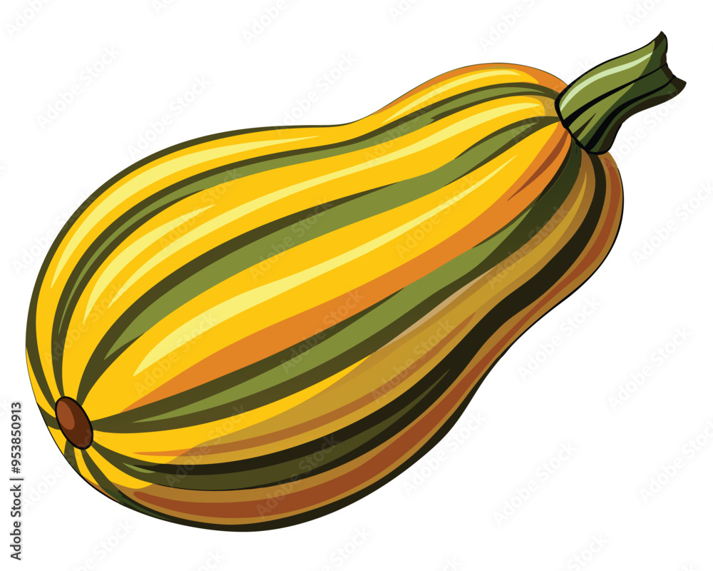 Delicata squash vector illustration on white background Delicata squash vector illustration on white background