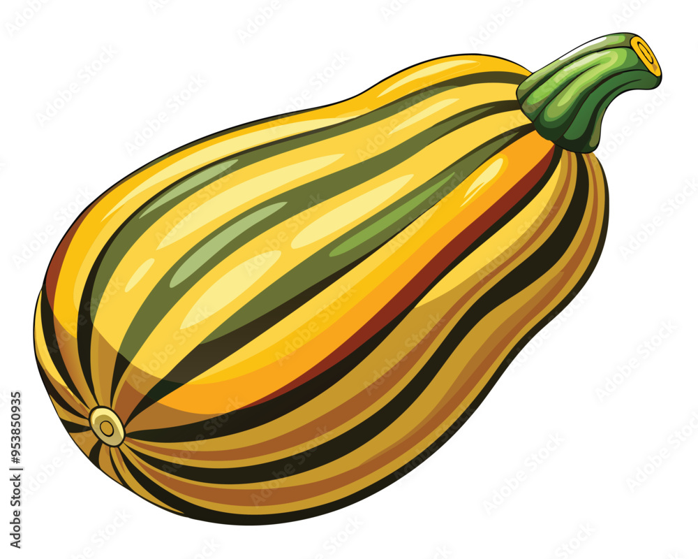 Delicata squash vector illustration on white background Delicata squash vector illustration on white background