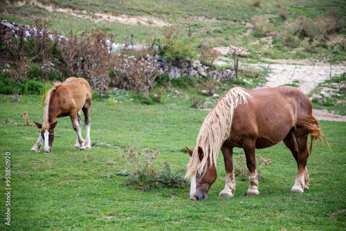 A mare and a foal grazing in the field according to their abilities, Pescocostanzo, Abruzzo, Italy photo