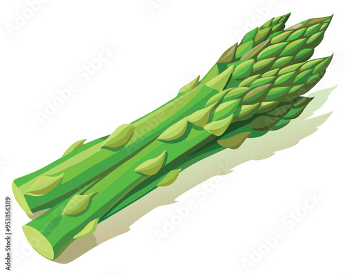 Asparagus vector illustration on white background