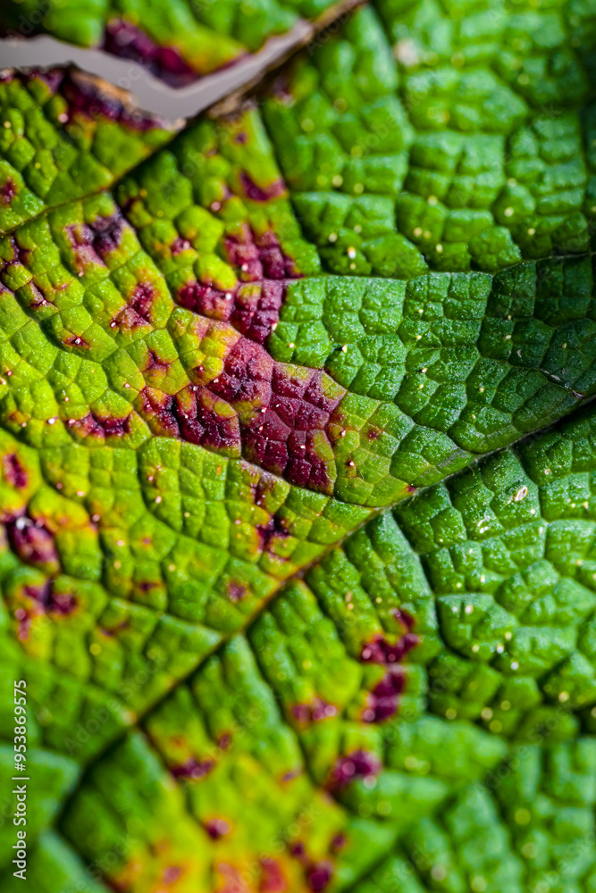 Fototapeta premium Purple Green Leaf texture, no ai, macro, closeup