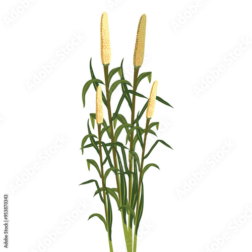 bajara which is translated as fields of pearl millet