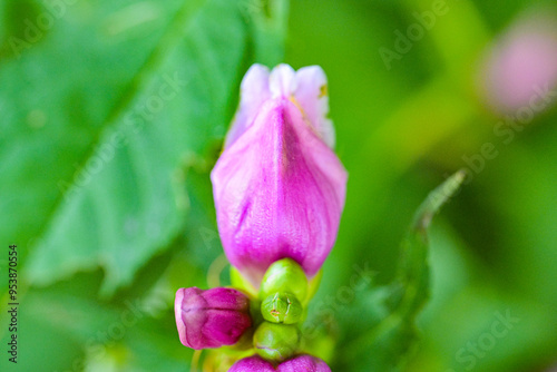 Schiefe Schildblume, Chelone obliqua, no-ai, nahaufnahme photo