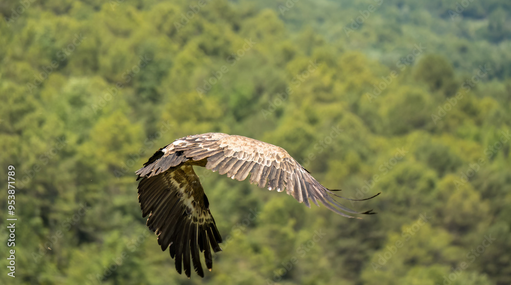 Close-up of Griffon vultures (Eurasion griffon, Gyps fulvus) taking to flight, Aragin Spain Close-up of Griffon vultures (Eurasion griffon, Gyps fulvus) taking to flight, Aragin Spain