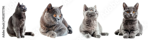 Set of beautiful grey cat. Isolated on transparent background.