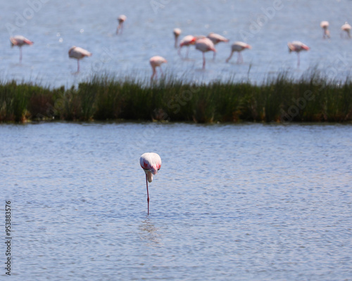 large pink flamingo resting standing on single leg immersed in pond water photo