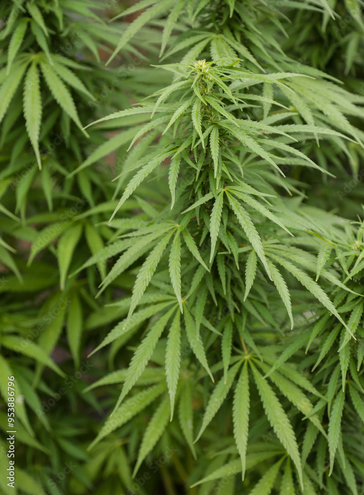 leaves of the Marijuana plant from which the substance cannabis is obtained leaves of the Marijuana plant from which the substance cannabis is obtained