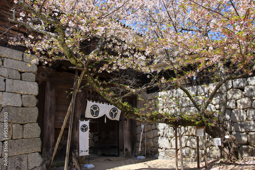 松山城太鼓門の桜（愛媛県松山市） photo