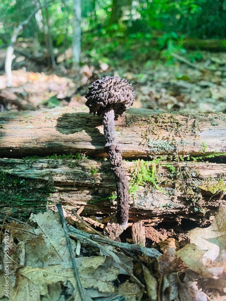 mushroom in the forest