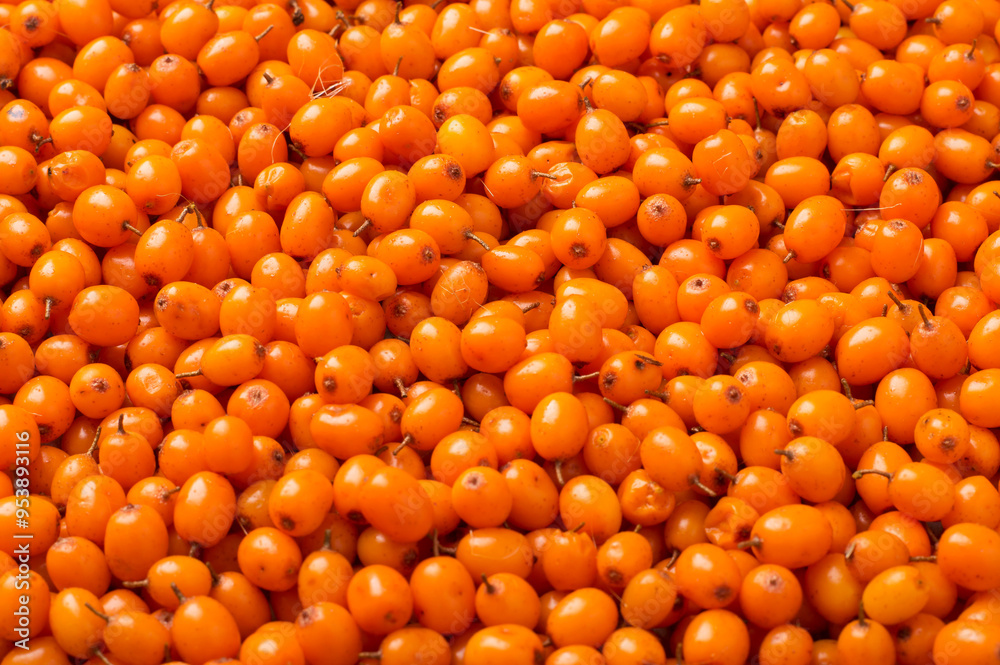 Sea buckthorn berries laid out in the background. Horizontal.