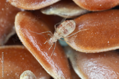 Dorypteryx domestica is a Synanthropic species of barklouse in the family Psyllipsocidae. An insect on flax seeds in storage. photo