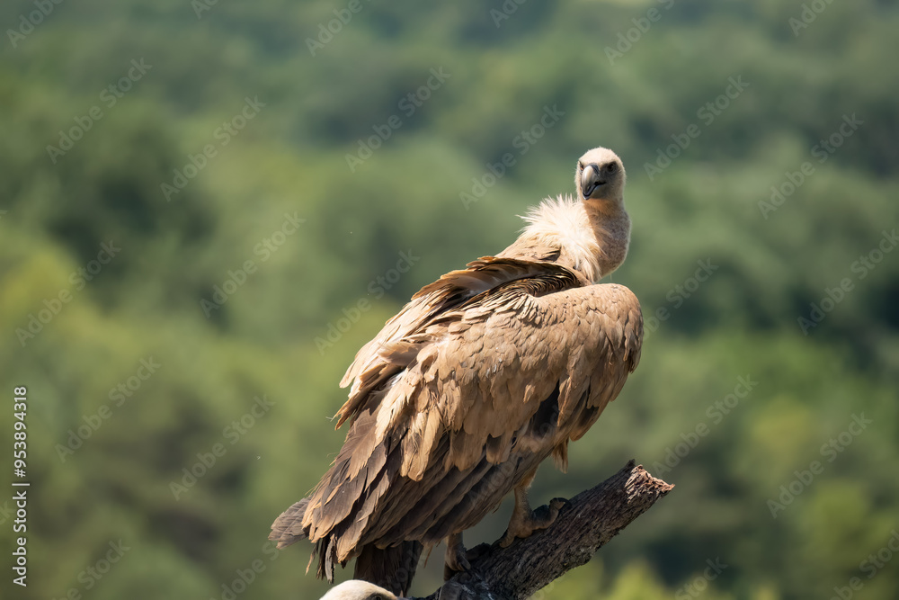 Close-up of Griffon vultures (Eurasion griffon, Gyps fulvus) at a vulture feeding centre Close-up of Griffon vultures (Eurasion griffon, Gyps fulvus) at a vulture feeding centre