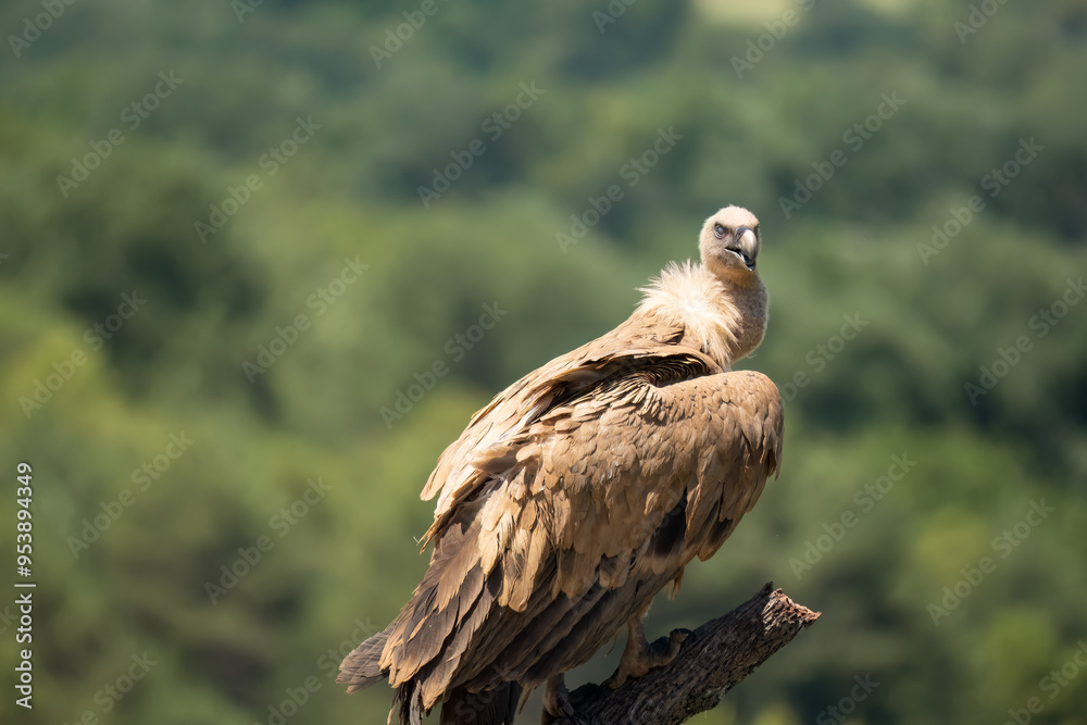Fototapeta premium Close-up of Griffon vultures (Eurasion griffon, Gyps fulvus) at a vulture feeding centre