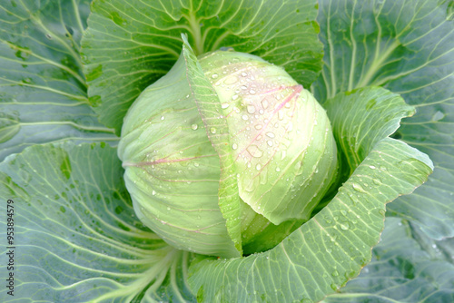 A huge fresh cabbage is ripening in the garden in a farmer's field.An organic vegetable on an organic farm.The concept of agriculture.Healthy food for humans.Growing and caring for white cabbage.