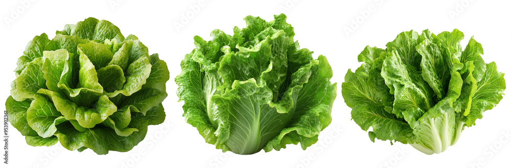 Fresh green lettuce heads arranged in a row isolated on transparent background Fresh green lettuce heads arranged in a row isolated on transparent background