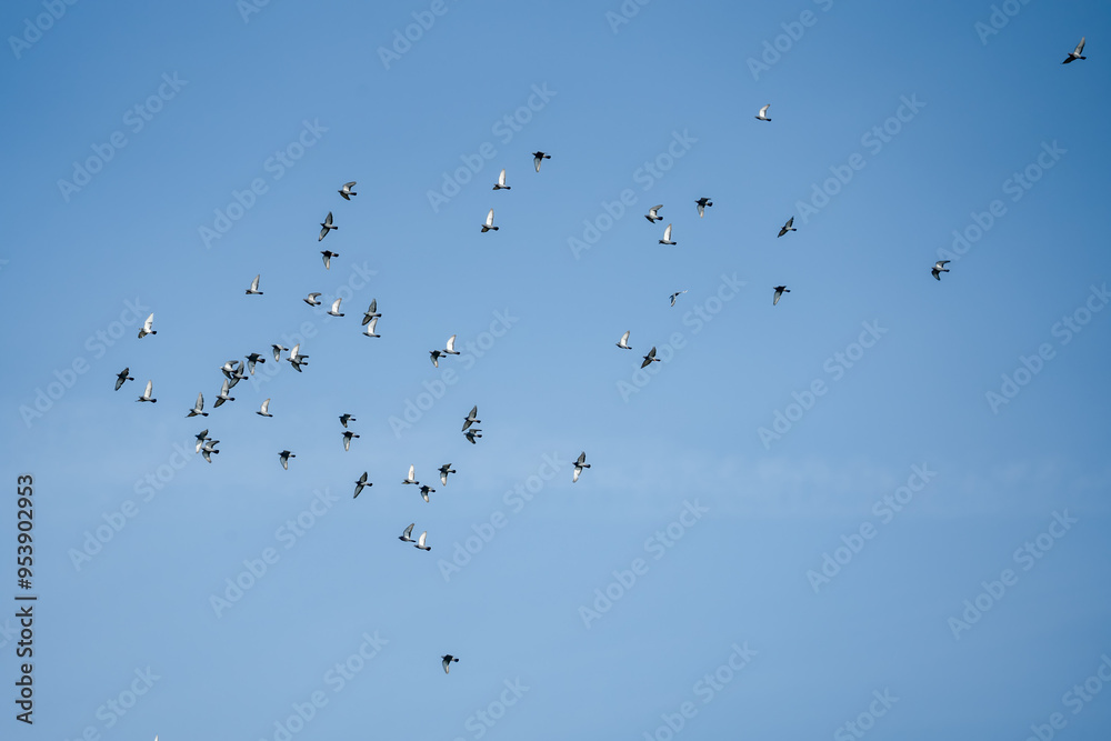 a large flock of racing homing pigeons (Columba livia domestica) in a clear blue summer sky, Aragon Spain a large flock of racing homing pigeons (Columba livia domestica) in a clear blue summer sky, Aragon Spain