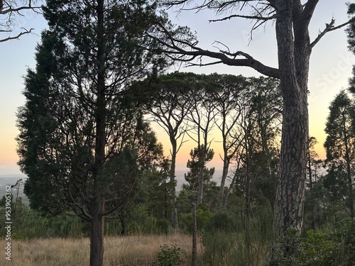 Sunset in the forest photo