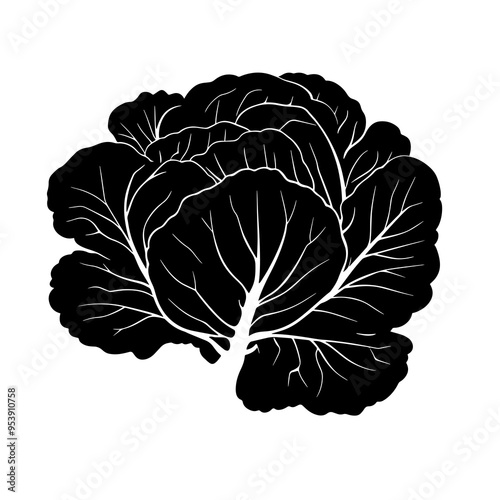  vector silhouette of a Red Cabbage