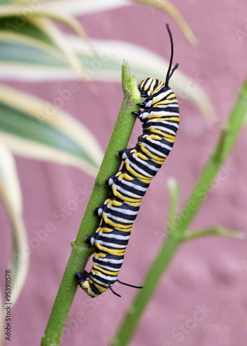 Monarch butterfly caterpillar with black, yellow, and white stripes  has finished the last leaf on the milkweed stalk.