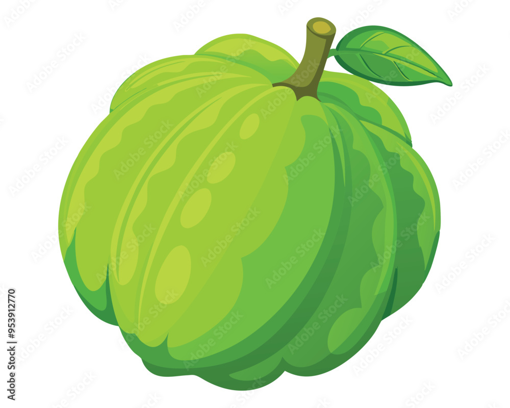 Chayote squash vector illustration isolated in white background Chayote squash vector illustration isolated in white background