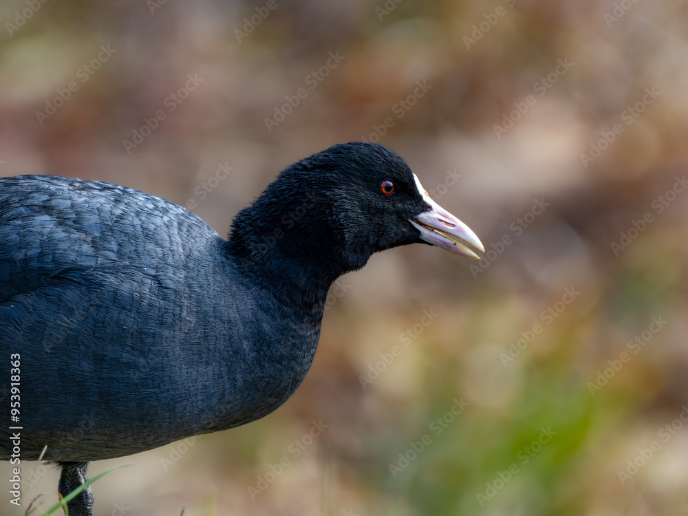 Obraz premium 草原を歩きながらエサを探しているオオバン