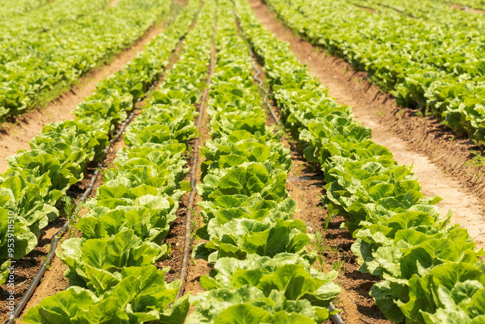 cabbage field in the south of Israel cabbage field in the south of Israel