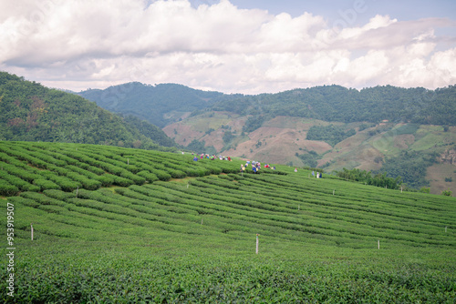 Tea worker are working in a tea plantation carries a large basket on their back for collecting tea leaves appears to be in a rural, mountainous area, with a sense of teamwork and agriculture business