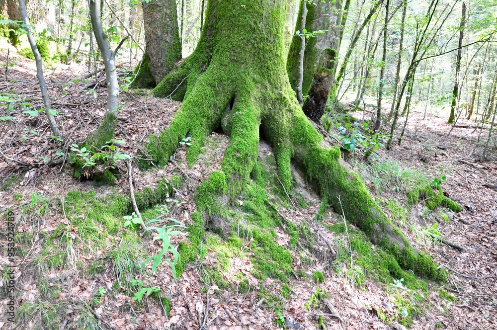 Massive beech roots massive roots overgrown with green moss.Beech Tree Forest in Spring, Moss Covered Roots, National Park Risnjak forest, Croatia.Tree trunk with strong roots attached to the ground Massive beech roots massive roots overgrown with green moss.Beech Tree Forest in Spring, Moss Covered Roots, National Park Risnjak forest, Croatia.Tree trunk with strong roots attached to the ground