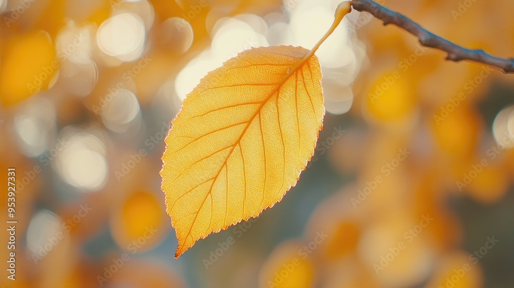 yellow autumn leaf. A bright orange tree changes with a blurred bokeh background. Golden colors in the park on a light sunny and warm October day yellow autumn leaf. A bright orange tree changes with a blurred bokeh background. Golden colors in the park on a light sunny and warm October day