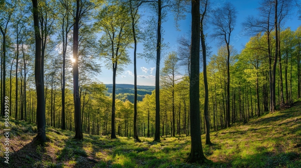 Fototapeta premium Forest spring landscape dense forest trees in the valley in sunny spring weather. Panorama of forest spring nature 