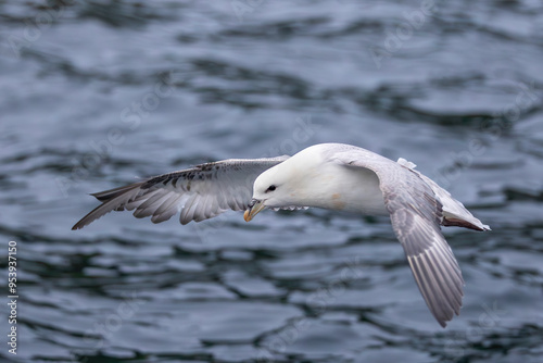 Northern Fulmar (Fulmarus glacialis) in iceland