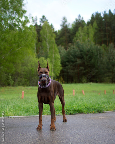 Slika na platnu The formidable Doberman