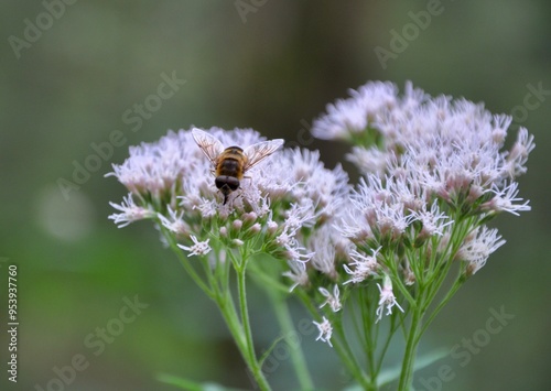 Bee perched on purple wild flower with green leaves background.Wasp on the wild blooming violet in the forest flower
