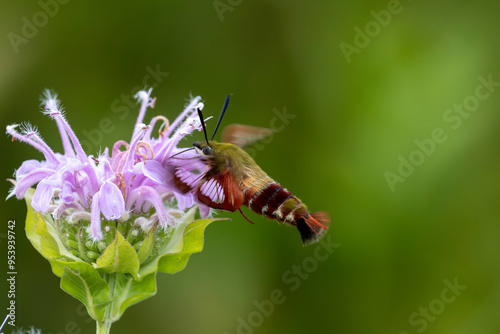 the hummingbird clearwing moth  - Hemaris thysbe photo